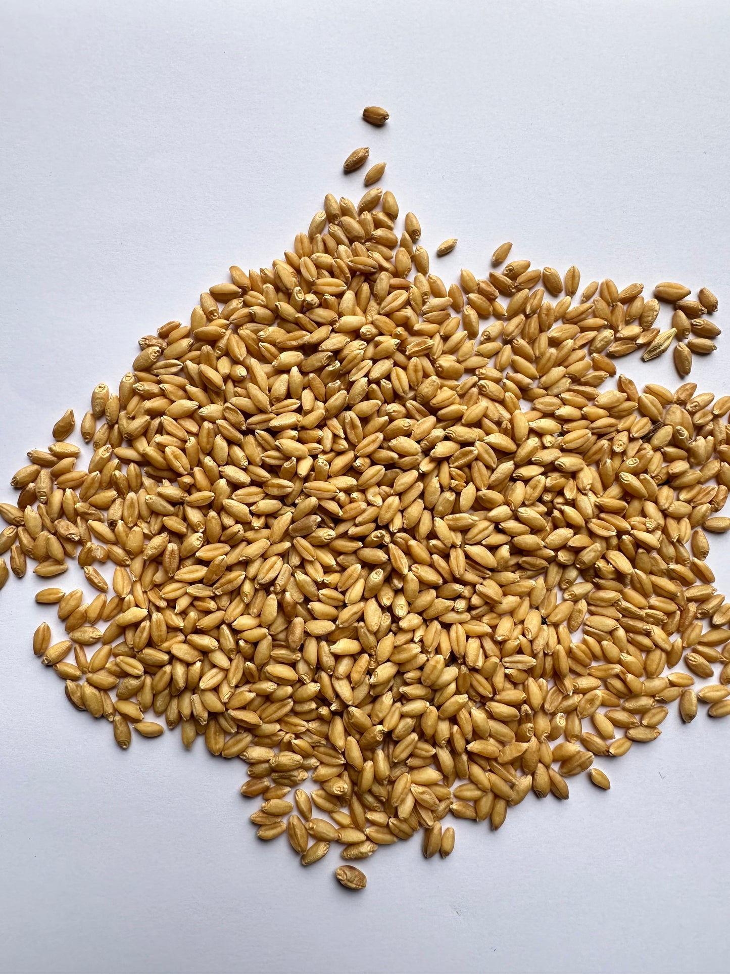 NON-GMO Farm Fresh Hard White Wheat Berries 