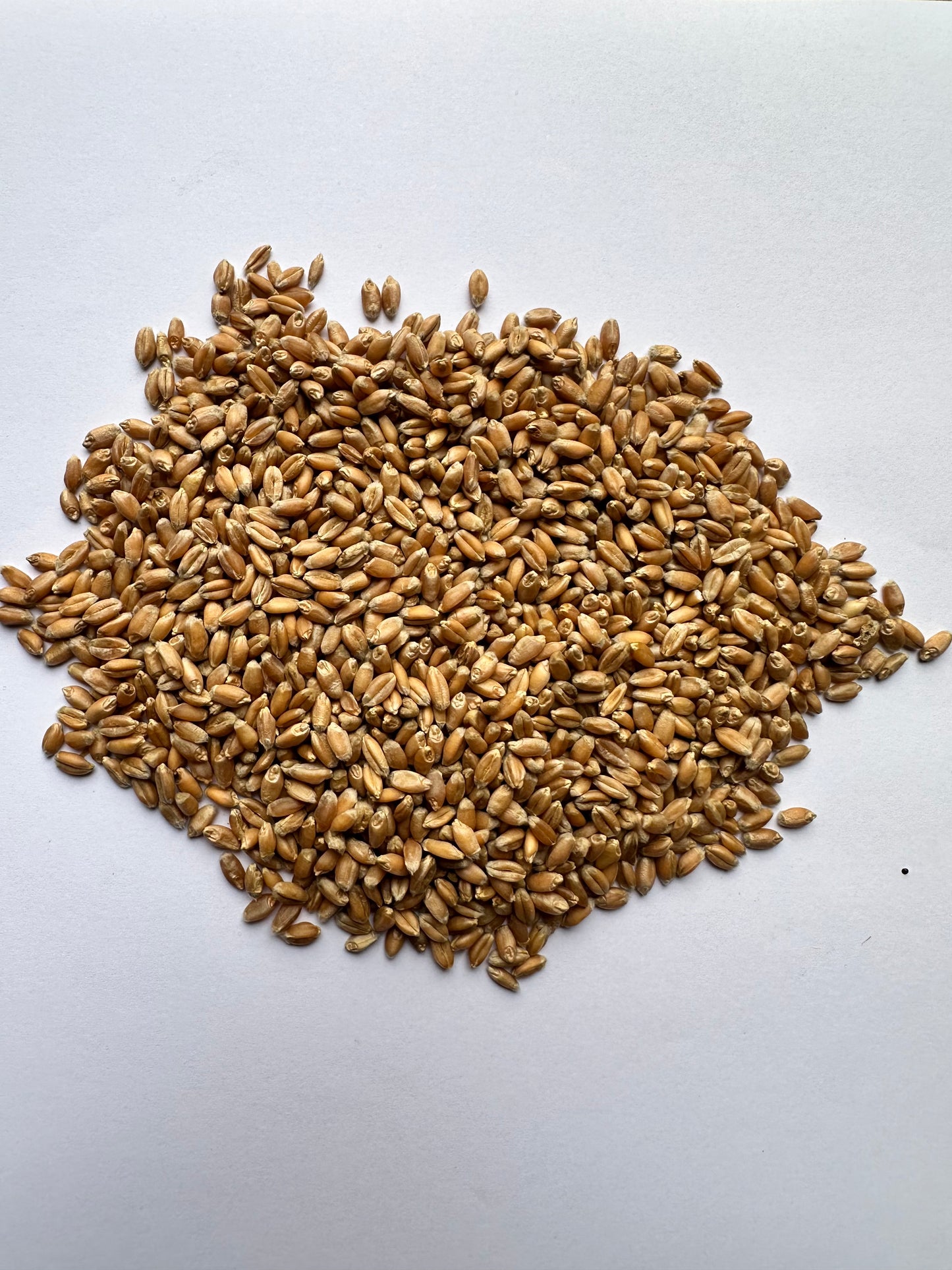 NON-GMO Heirloom Farm Fresh Red Fife Wheat Berries