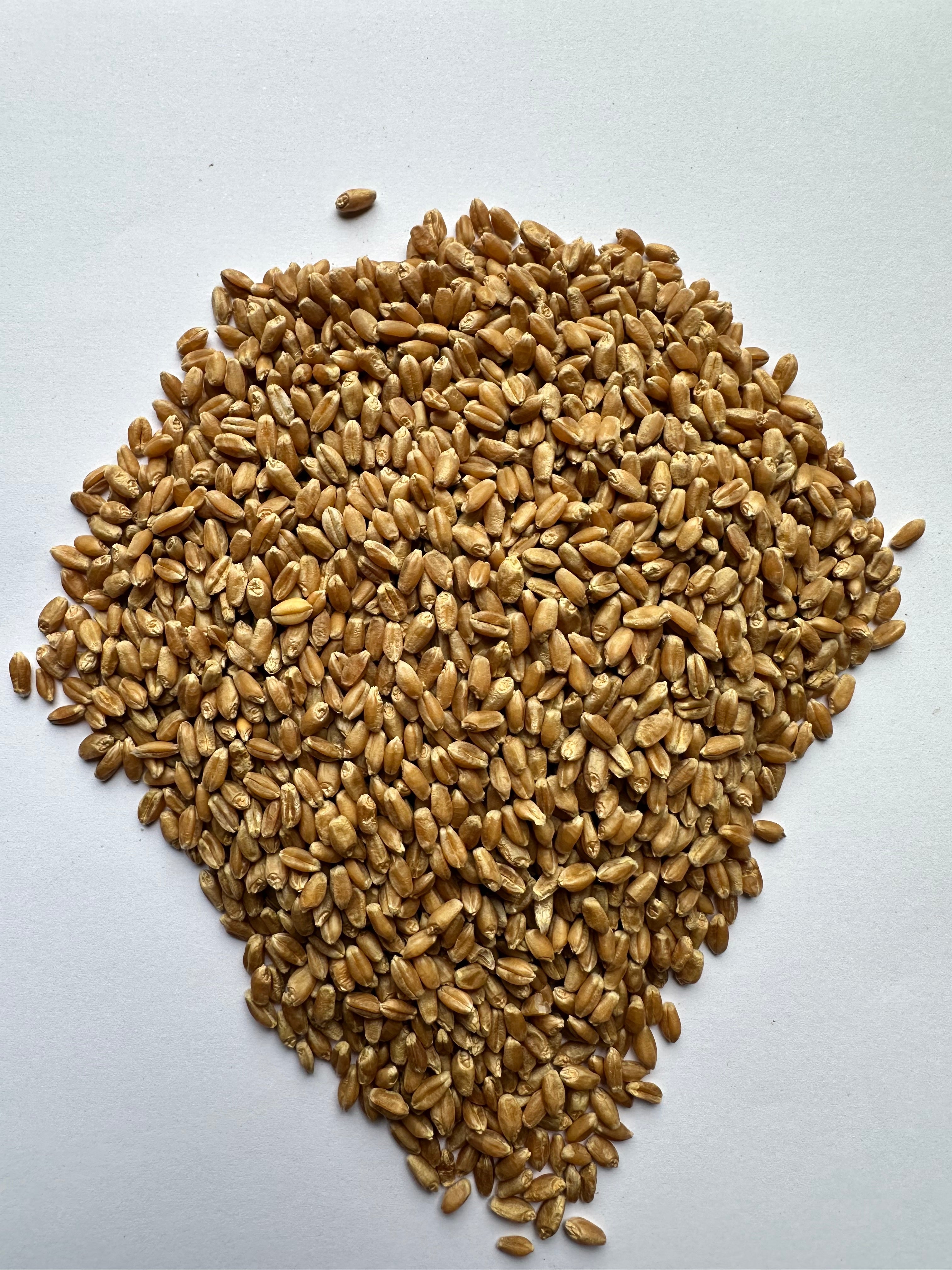 Hard Red Spring Wheat Berries – Dave's Farms