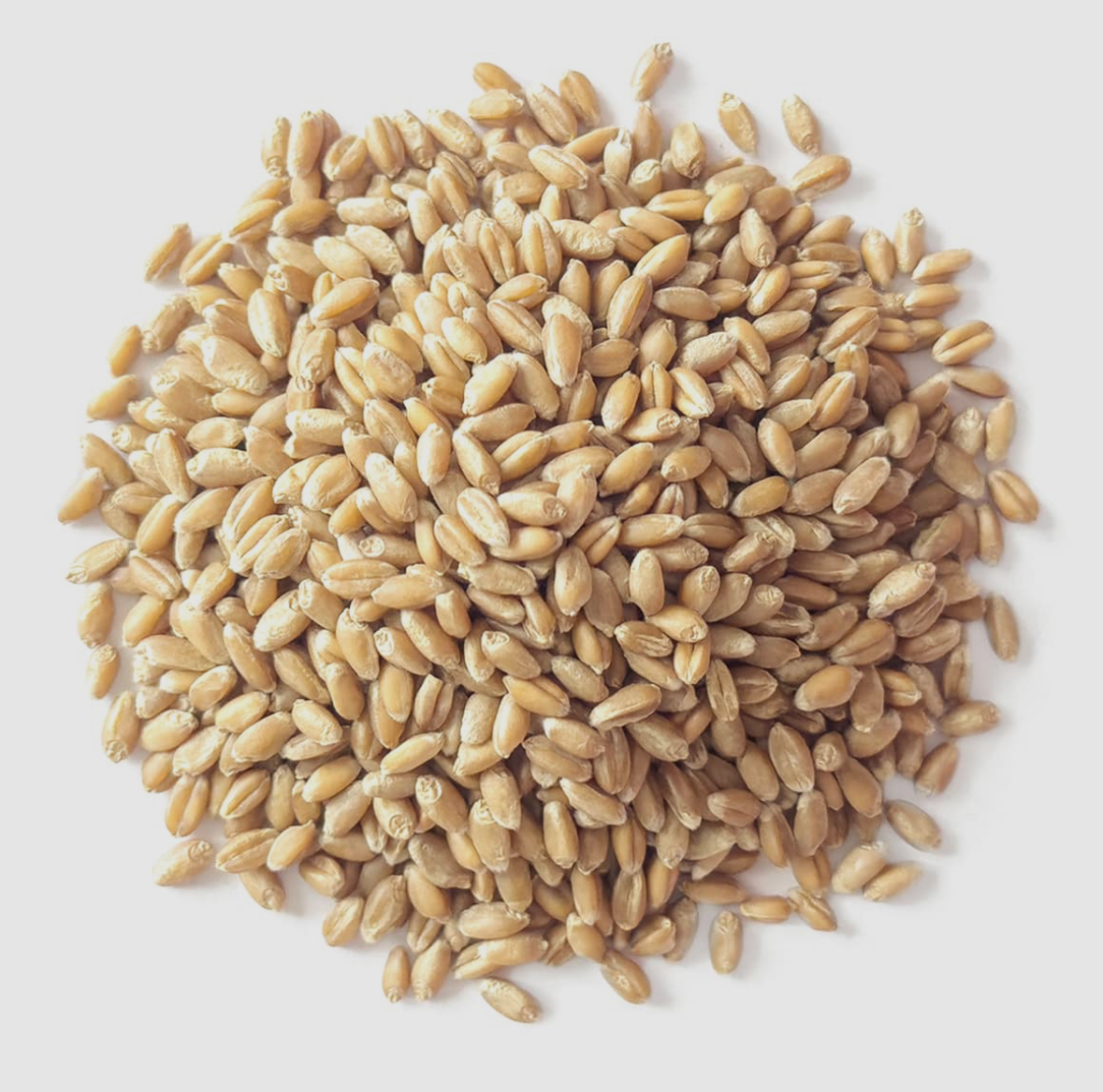 Soft White Winter Wheat