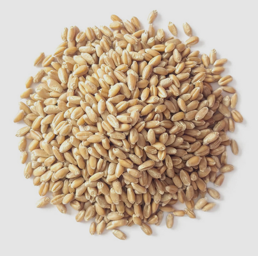 Soft White Winter Wheat